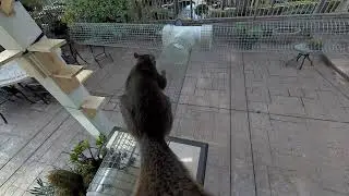SquirrelCam2 20200413 103303