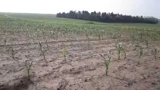 Hail Damage - Corn Field in Minnesota