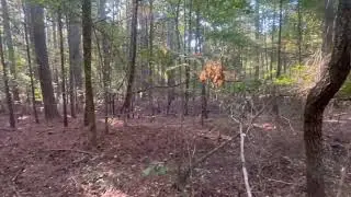 Something is in the woods! (Read description)