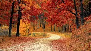 Breathtaking Fall in Cape Breton, Nova Scotia, Canada | Must visit | Travel guide