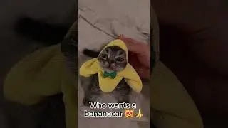 #bananacatcrying #bananacat #happycat #funny #cats #catsreels #funnycat #viral #memecat #miau