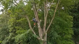 Beech Tree Removal with Crane