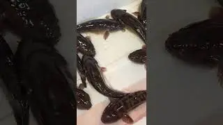 Bostrychus  sinensis Fish/Benjie Gonzales tv