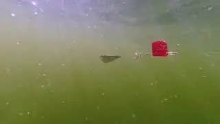 Tassie Devil Trolling Attractors - Ford Fenders and Cowbells to help you catch more fish