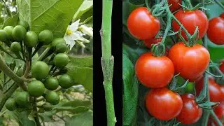 Tomato grafting on pea eggplant - my agriculture