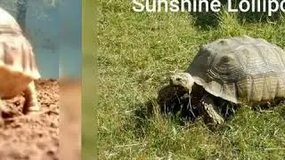 Happy World Turtle Day! May 23, 2020