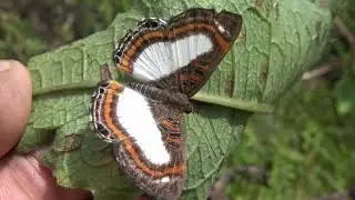 Unusual butterfly: Synargis paulistina [Riodinidae]