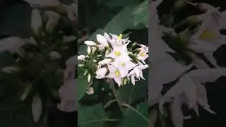 turkey berry  with flowers