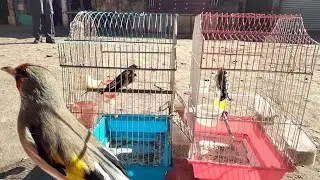 The gold finch competition short video