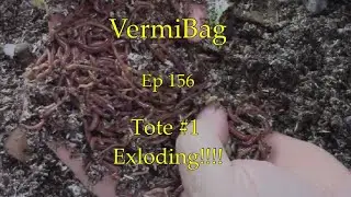 VermiBag  Ep 156    Tote #1  Exploding!!!  Worm Balls...Worm Balls and more Worm Balls!!
