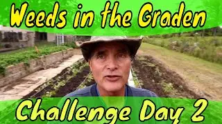 Yellow Wood Sorrel Garden Challenge and Compost
