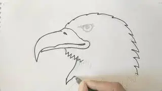 How to draw a Bald Eagle Head pencil pen easy Step by step drawing