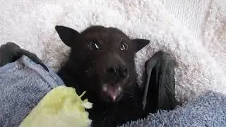 Mum To Be Bernice Is Off With The Bat Fairies And She&rsquo;s Cranky