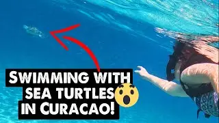 Cura&ccedil;ao Cruise Day by rental car - MOST AMAZING SNORKELING!