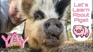 Showcasing the Most Misunderstood Farm Animal!