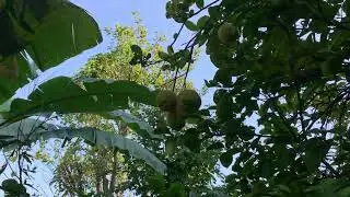 Nibuwa Amilo Tipeko |  