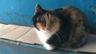 Very sweet cat Larisa, plump and beautiful