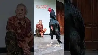 hai bos ini adalah ayam raksasa simbah cokro #ayam #chicken #animals