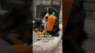 My Dog Has a Conversation With His Ancestors 😂 #bernesemountaindog #dog #cutedog #ancestors #berner