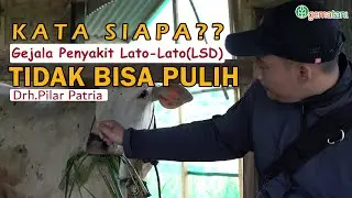 Drh. Patria | Cara Mengatasi Penyakit Sapi LSD Lumpy Skin Disease