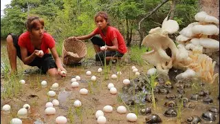 Pick a lot egg and snail in rainforest- Cooking egg with mushroom for dinner +5food so delicious