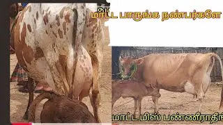 புது வீடியோ போட்டாச்சு விற்பனைக்கு மாடு வந்தாச்சு நண்பர்களே 🐄💥