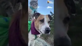 De hond en de kat samen op stap