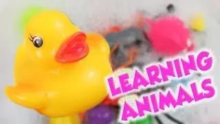 Learn Colors, Sea Characters and Animals in Pool with Lots of Toys For Kids
