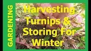 HOMESTEAD GARDENING - Harvesting Turnips & Storing In Dry Sand For Winter