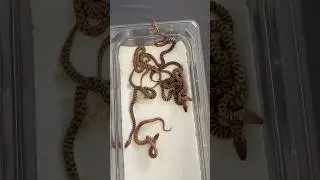 Children&rsquo;s Python babies after their first shed (Antaresia childreni)
