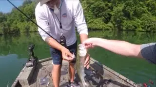 LIVE BAIT FISHING in FRESHWATER for TROPHY STRIPERS - HOW to CATCH  STRIPED BASS on LIVE BAIT