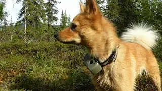 Finnish Spitz Treks to Old Samish Settlement