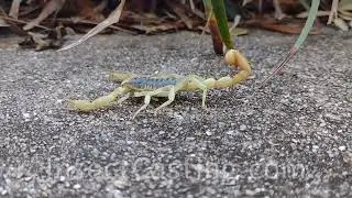 Desert Hairy Scorpion vid2 - Hadrurus arizonensis - InsectCasting.com insect / bug wrangling