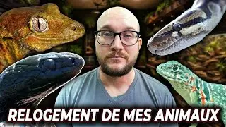 Je me sépare de mes reptiles préférés…