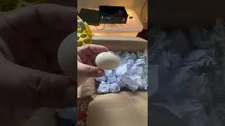 DIY Smart Incubator