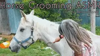 #ASMR | Horse Grooming 🐎 | Ft. Lily The Rescue Horse | A Few Whispers Only | + A Few Barn Sounds