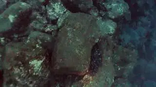 Azoren St Miguel Amora 29.07.25 Dive 1 best of