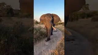 Majestic Elephant Encounter in the Wild  Nature's Beauty 🐘🥰 #shorts #shortsfeed #elephant