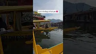 Lost in the Magic of Dal Lake❤️ #DalLake #Kashmir2026 #Srinagar #ShikaraRide #HeavenOnEarth #Travel
