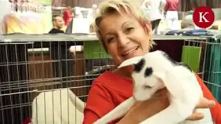 Wer ist die schönste Katze im ganzen Land? Eindrücke von der internationalen Katzenmesse Wien!