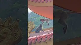 Battle on the roof of two monkey #cute #funny #monkey #doodoooo