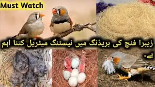 zebra finch ki breeding ma stuff ki kya ahmiyat ha | khokhar&szlig;irdskingdom |