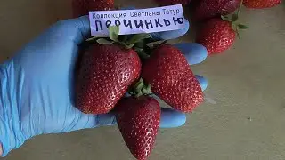 ПИРЧИНКЬЮ . Сладкая клубника  с ярким земляничным ароматом. / мини-питомник КЛУБНИКА-МАЛИНА.