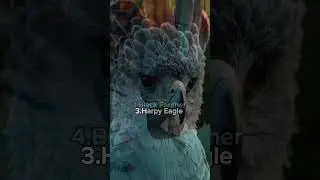 Most majestic Animals in the world #differentbirds #animals #virelvideo