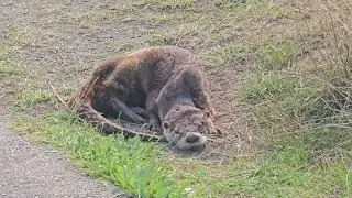 River Otter at Clover Point Park. September 8th 2024