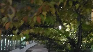 LIVESTREAM # 19 EVENING WALK || AUTUMN FOLIAGE VIEWING