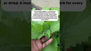About Cuban oregano 🌱 do you grow this herb? #cubanoregano #oregano #herbs #plantshorts #shorts