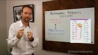 &ldquo;Fight or Flight&rdquo; vs &ldquo;Rest and Digest&rdquo; | The Autonomic Nervous System | Dr. K&rsquo;s Sunday Special