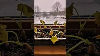 Are your seedlings withering? This fertilizer will help them grow again #vegetablegarden #seedlin...