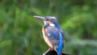 The Common Kingfisher | Bird Watching